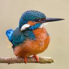 Excited kingfisher 