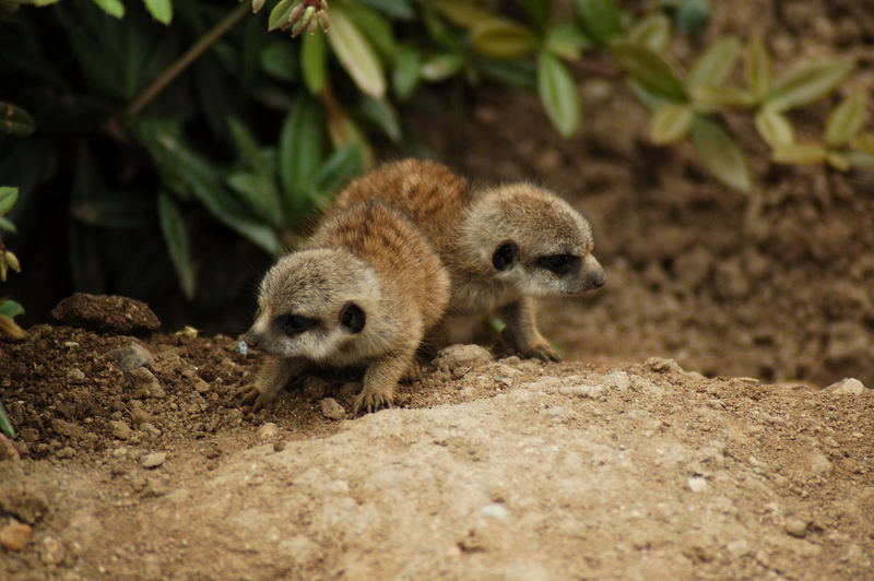 Exclusivbilder - Erdmännchen :o>