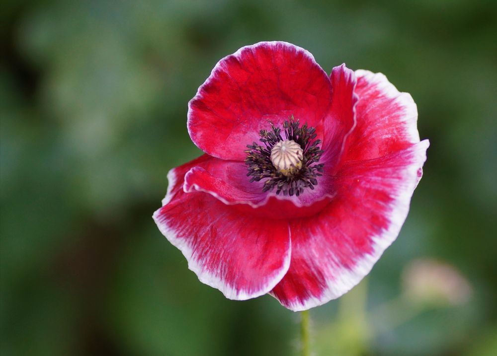 Exentrischer Mohn