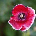 Exentrischer Mohn