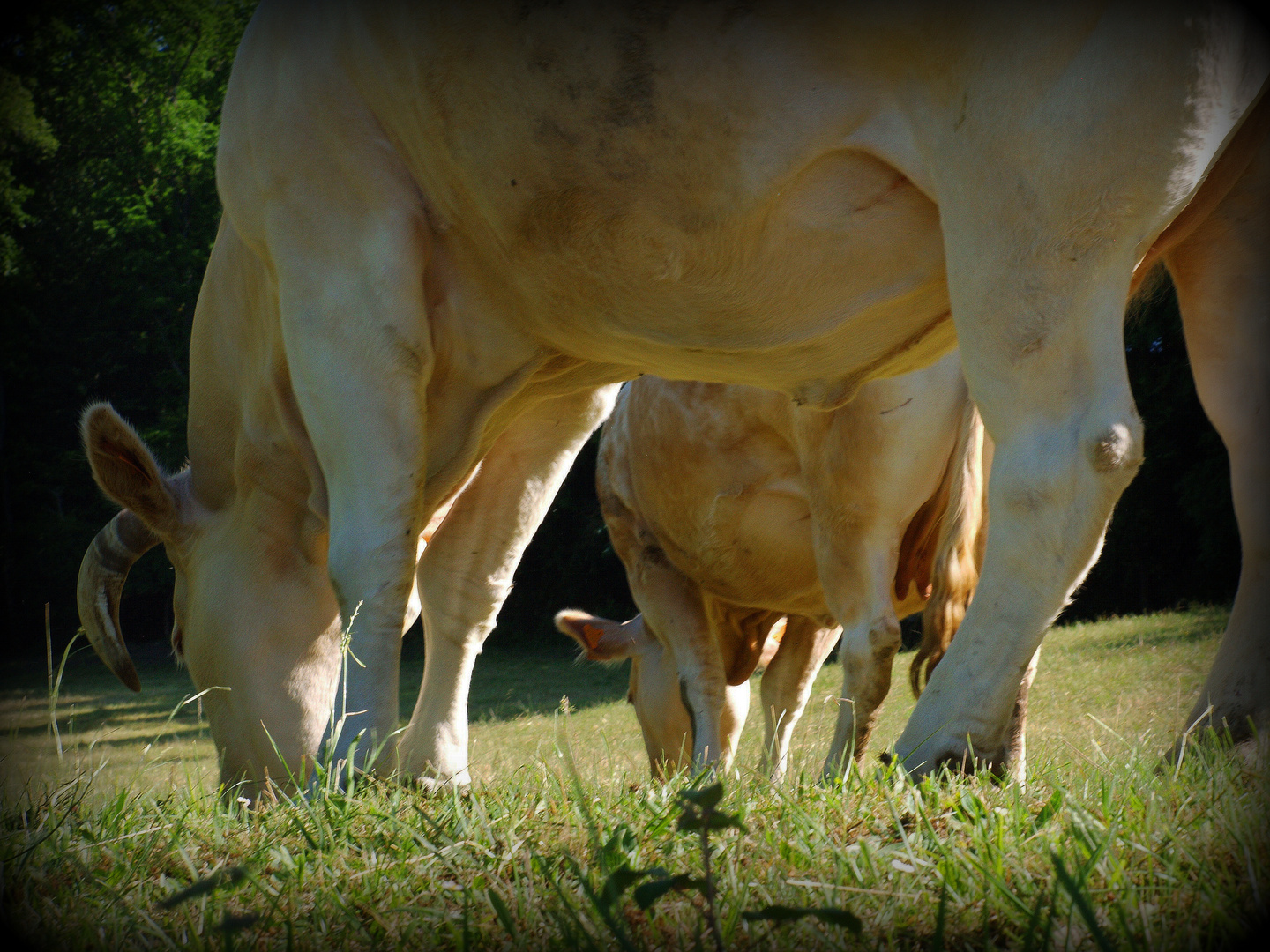 Exercice hebdomadaire : nos amis à 2, 4 pattes. La vache… !