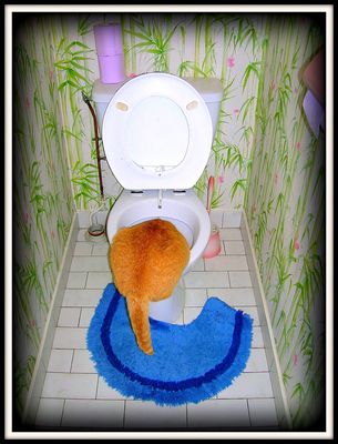 Exercice n° 23 " pas si bêtes " 