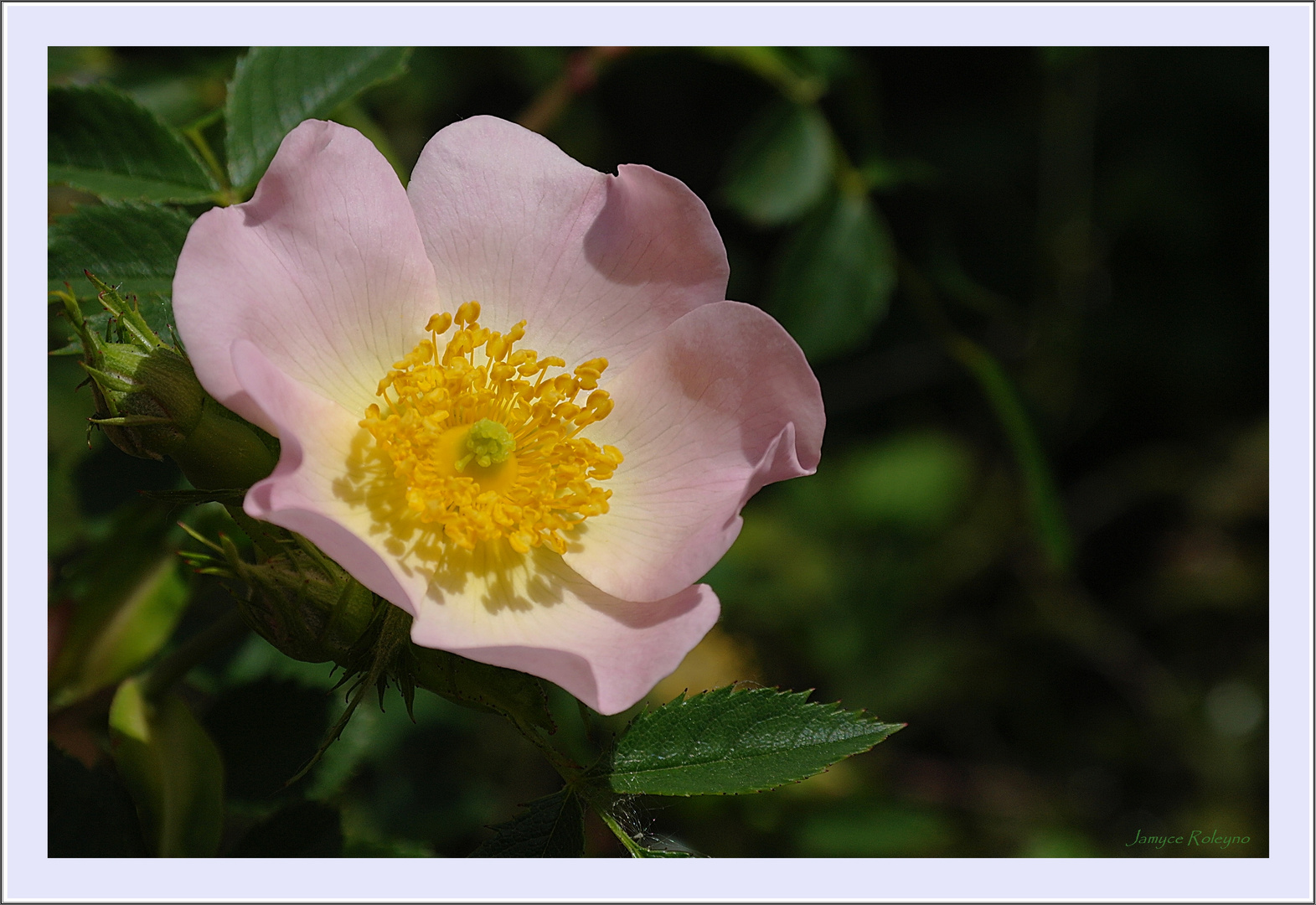 Exercice photographique n° 122 - Les roses