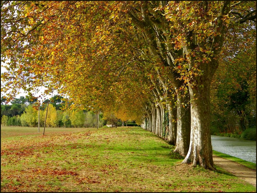 Exercice photographique n° 35 : Les arbres