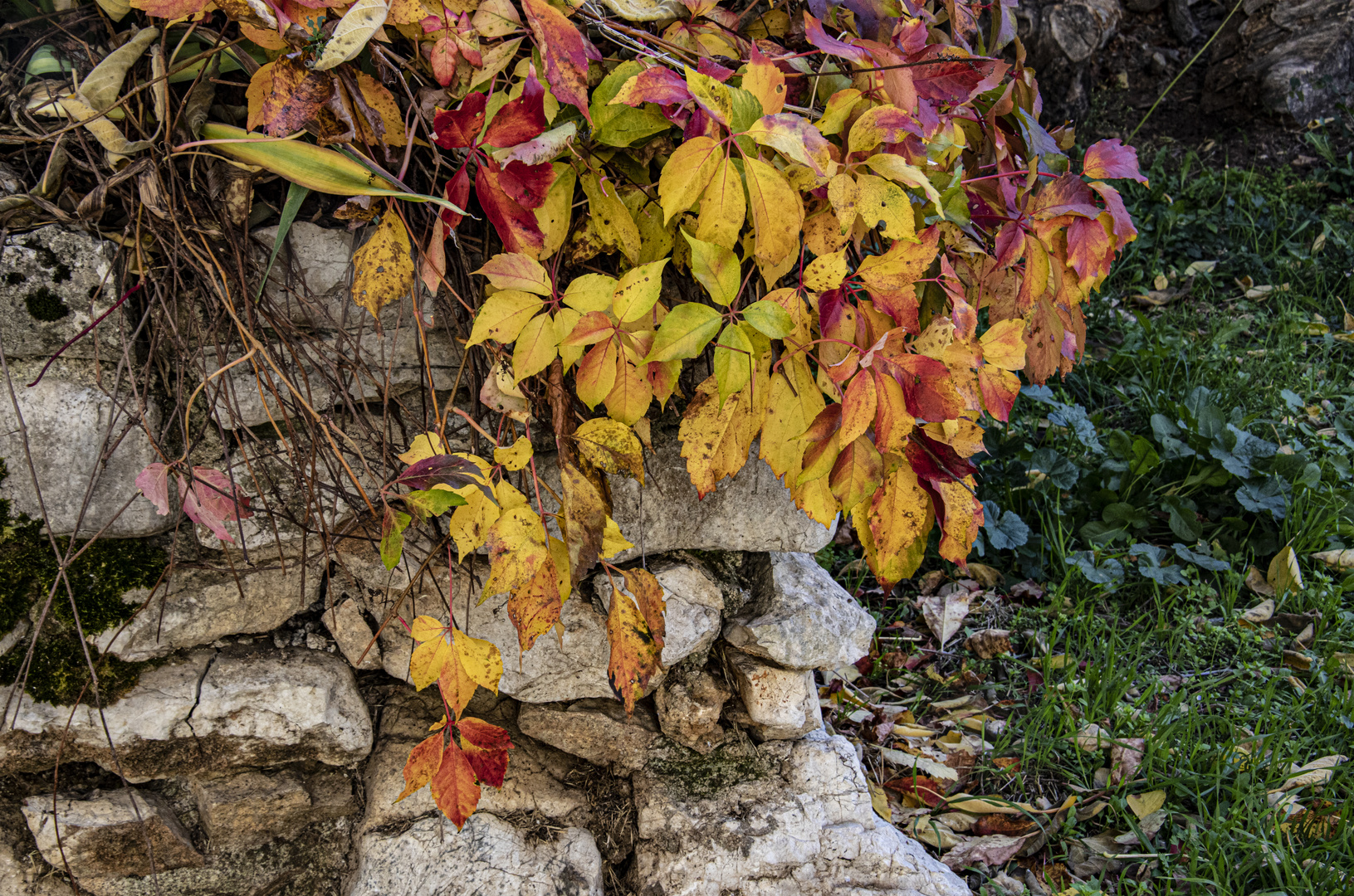 Exercices photo 2021N°38:composition commençant par FA