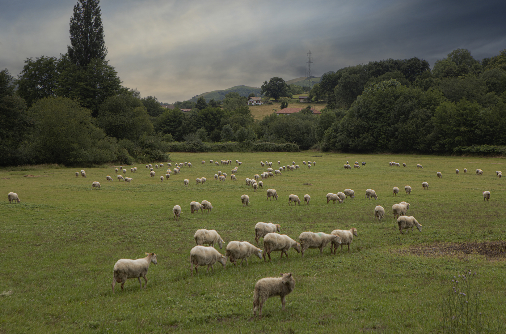 Exercices photo 2022N°17 :Ambiance Bucolique