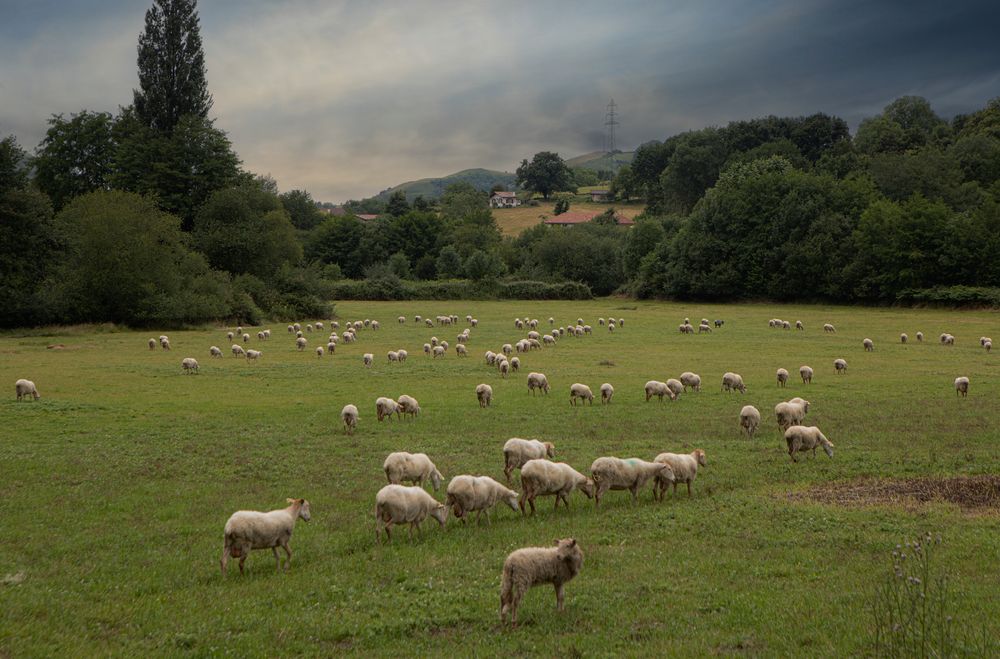 Exercices photo 2022N°17 :Ambiance Bucolique