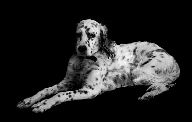 Exercices photo n°37:les animaux familiers