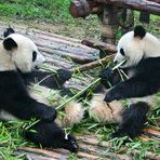Exhibition #12 - Besuch der Pandas (a) - Liebe geht durch den Magen