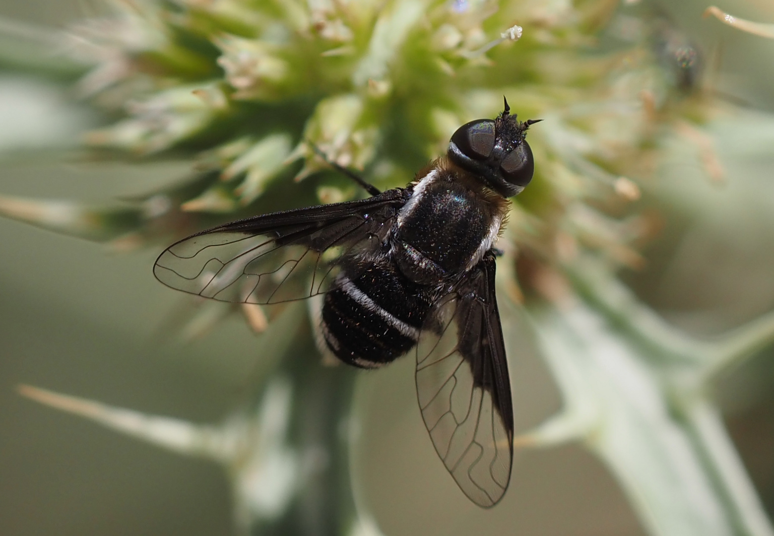 Exhyalanthrax simonae (Francois, 1970)