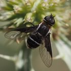 Exhyalanthrax simonae (Francois, 1970)