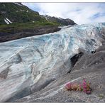 Exit Glacier II