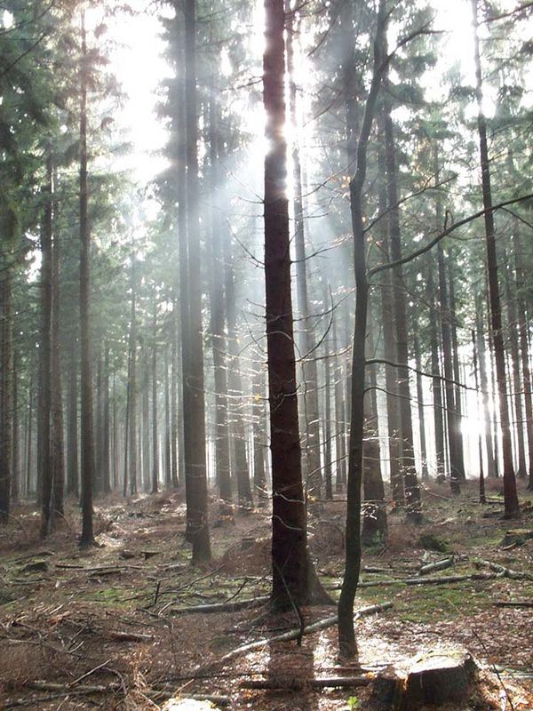 Exkursion im Wald von Jan Berner