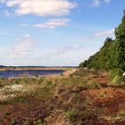 Exkursion ins nahegelegene Hochmoor