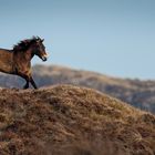 Exmoor auf Texel