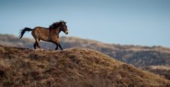 Exmoor auf Texel