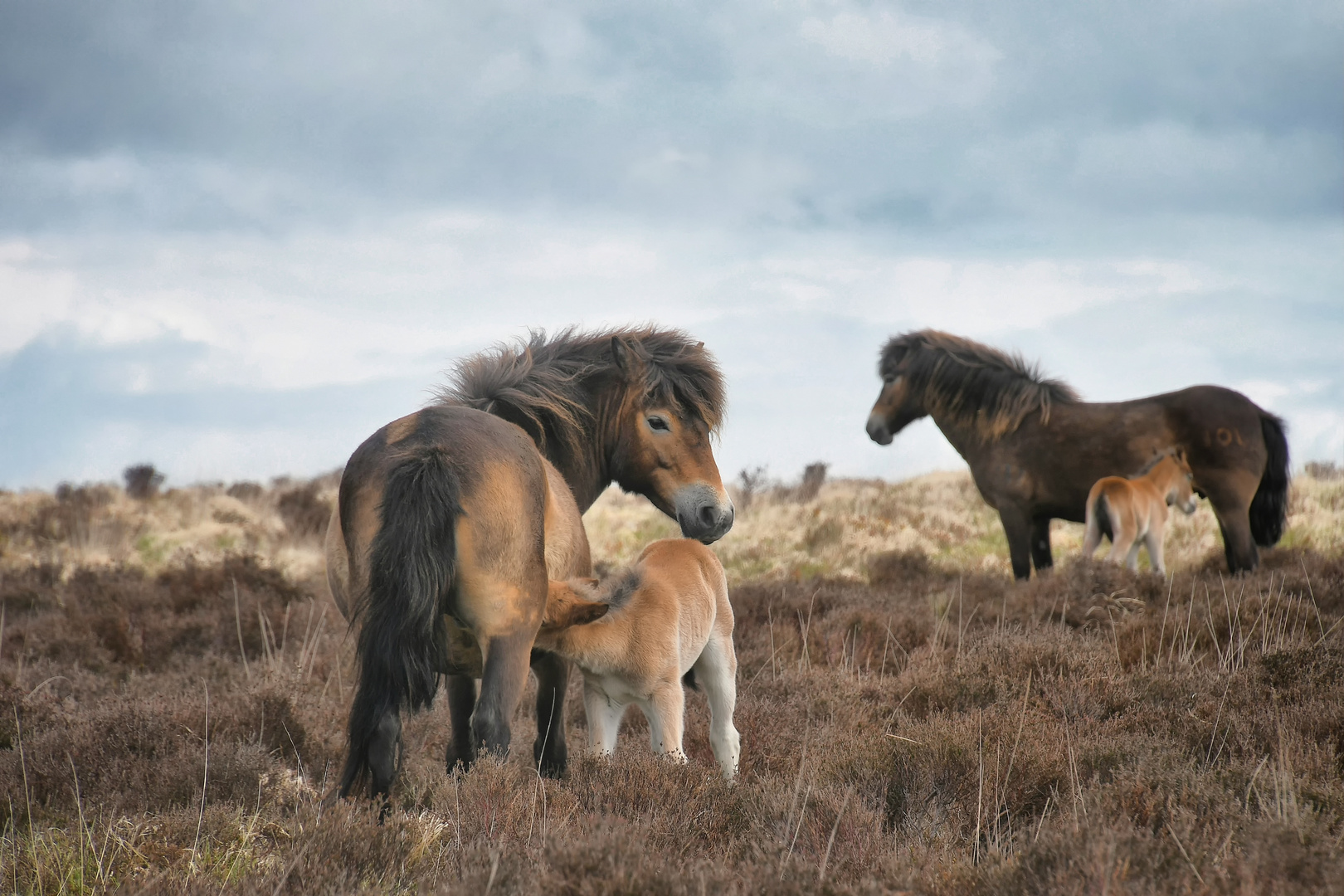 Exmoor Ponies