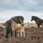 Exmoor Ponies