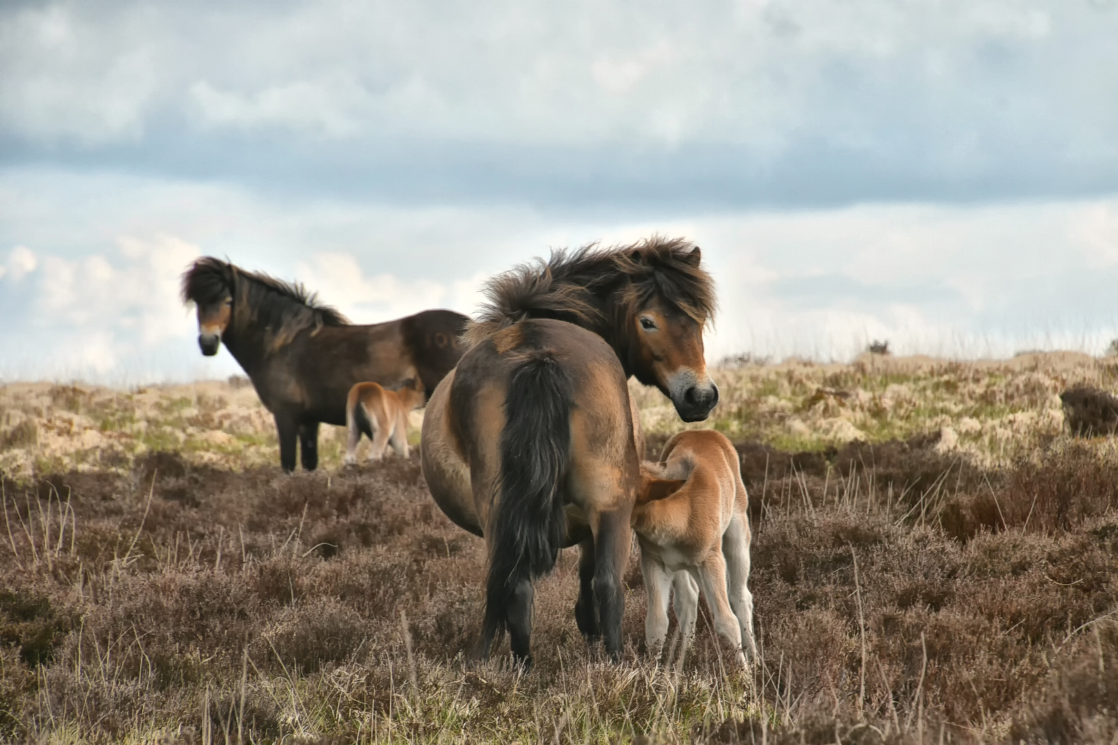 Exmoor Ponies 