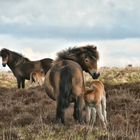 Exmoor Ponies 