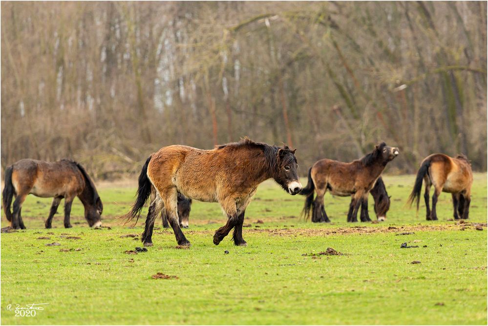 Exmoor Ponny