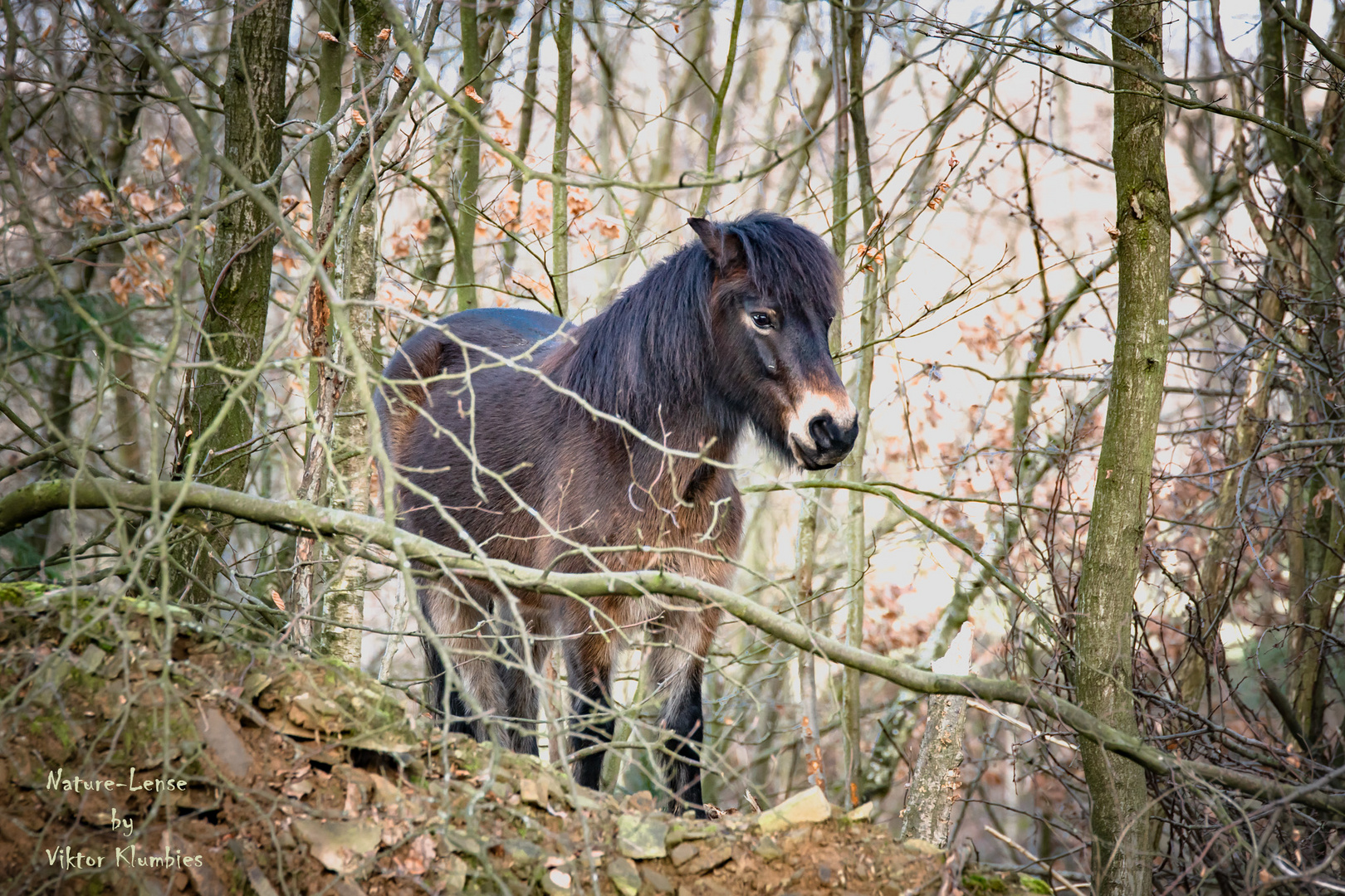 Exmoor-Pony