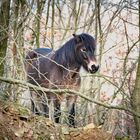 Exmoor-Pony