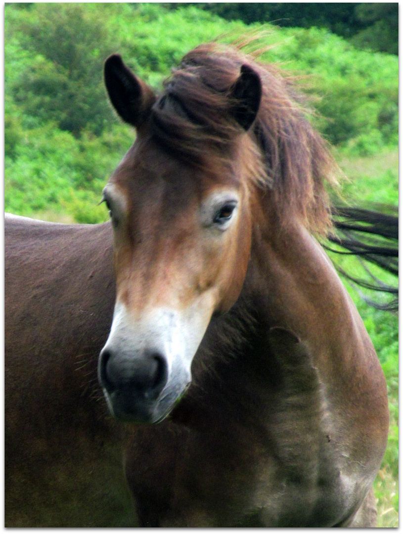 Exmoor Pony