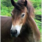 Exmoor Pony