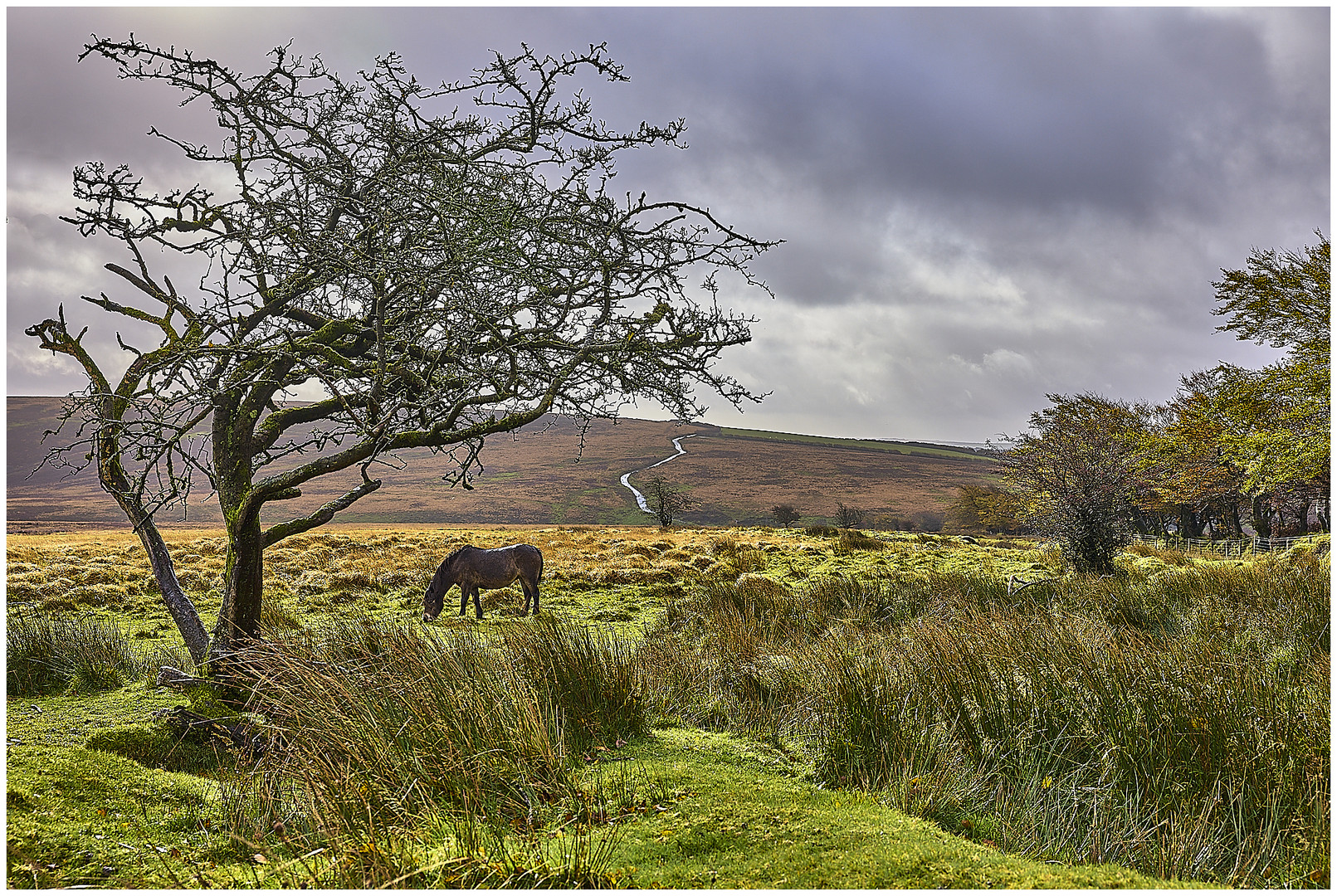 EXMOOR Pony