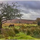 EXMOOR Pony