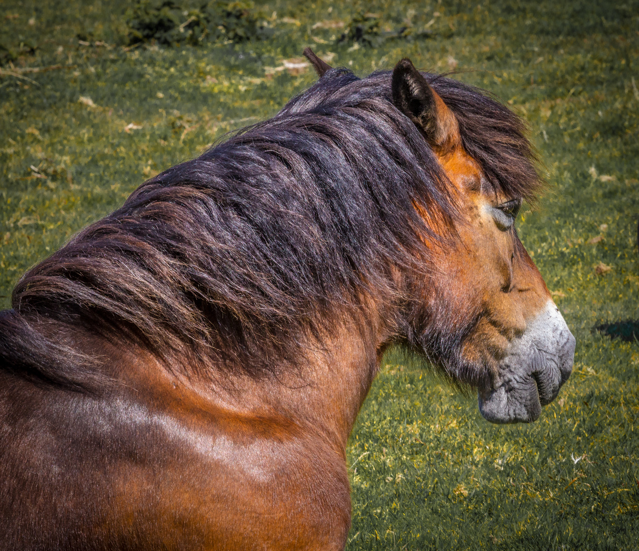 Exmoor-pony