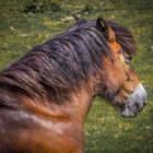 Exmoor-pony