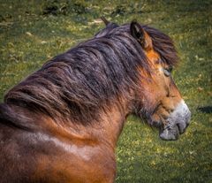 Exmoor-pony