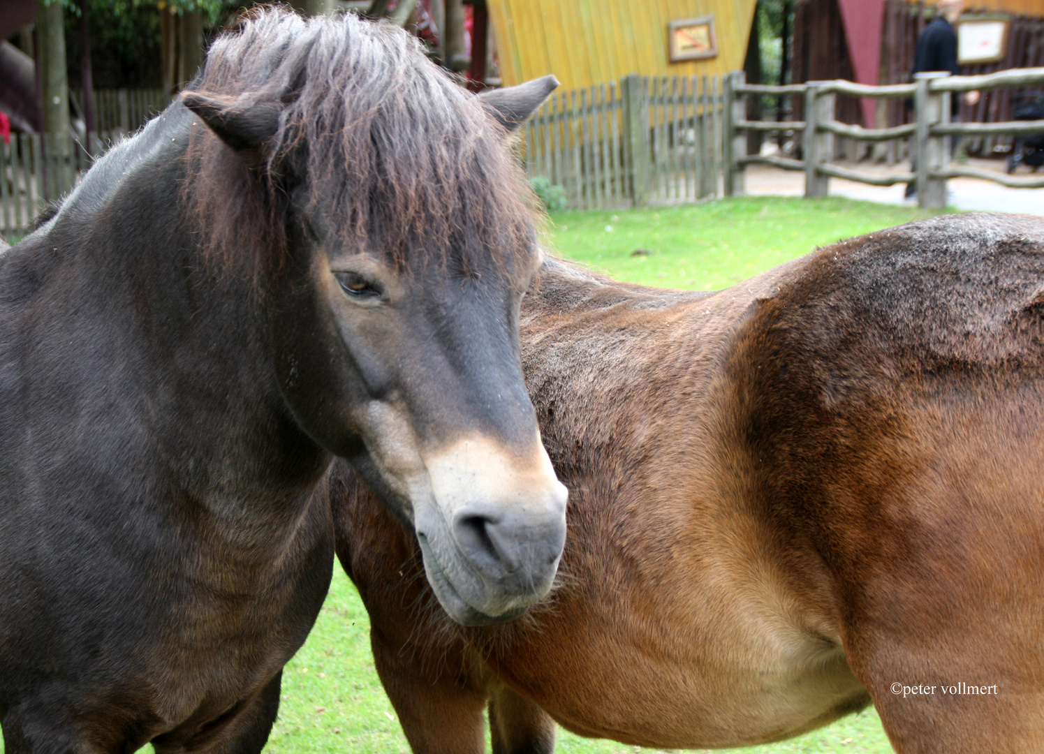 Exmoor Pony