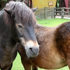 Exmoor Pony