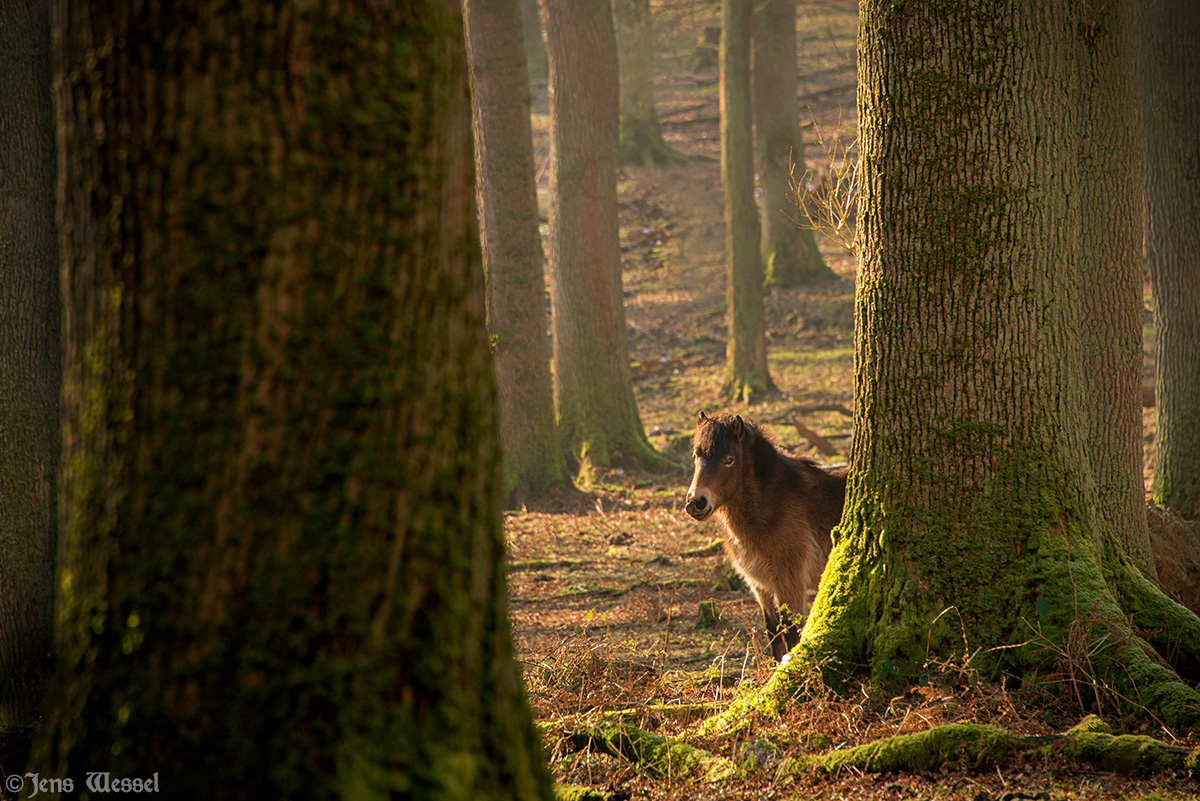 Exmoor Pony