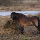 Exmoor-Pony