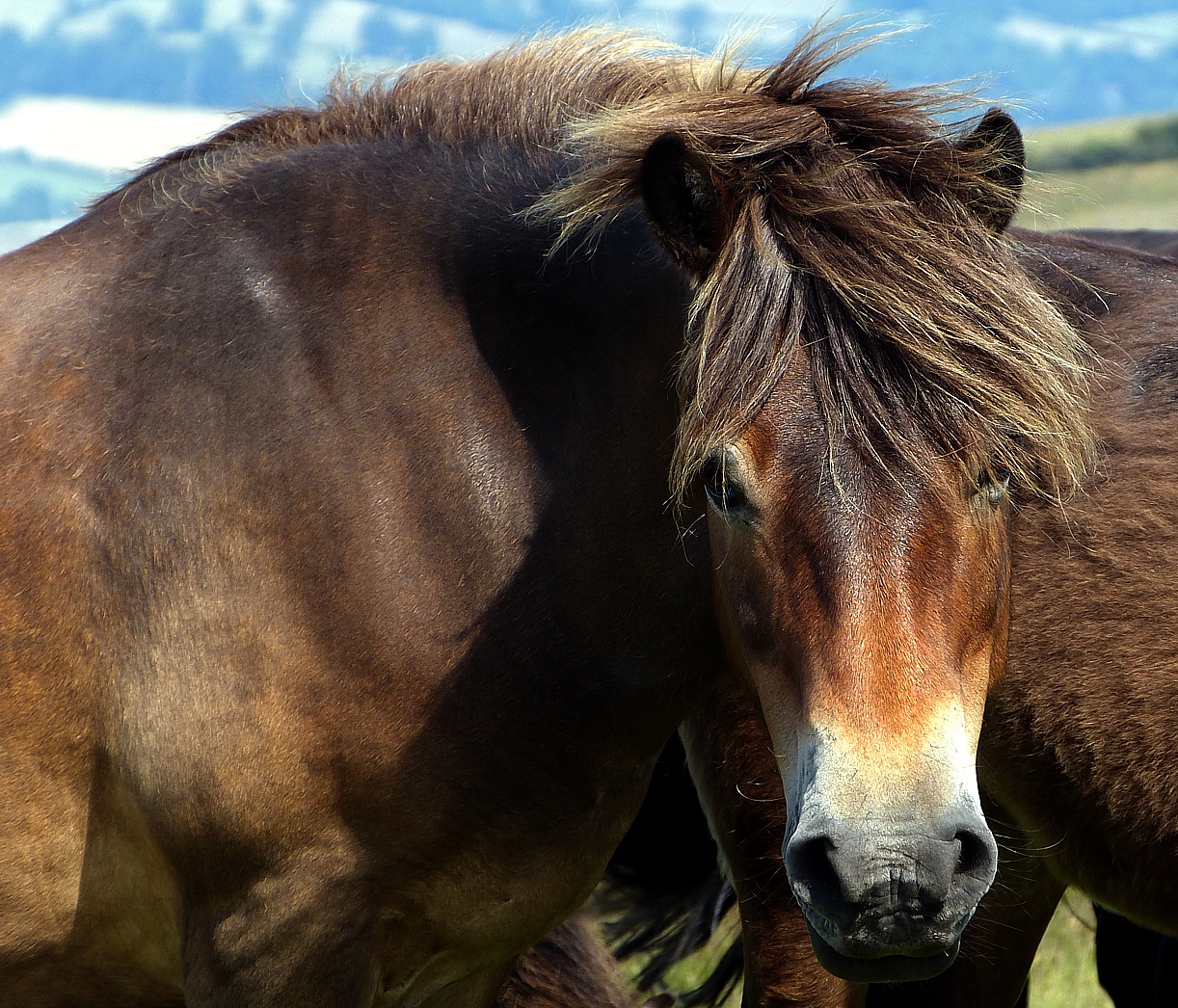 Exmoor-Pony