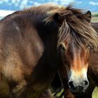 Exmoor-Pony