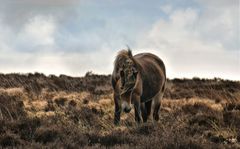 Exmoor Pony