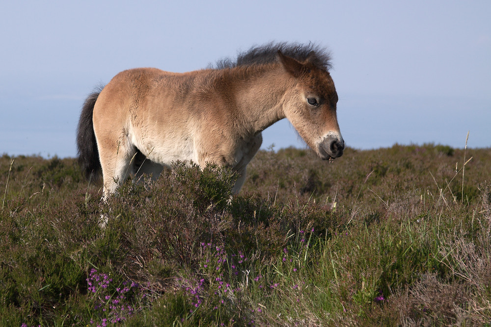 Exmoor Pony Foal