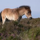 Exmoor Pony Foal