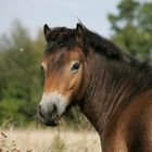 Exmoor-Pony-Hengst