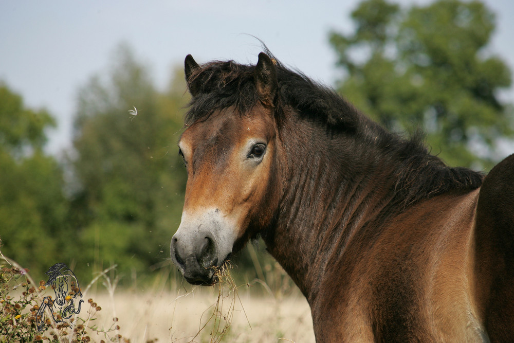 Exmoor-Pony-Hengst