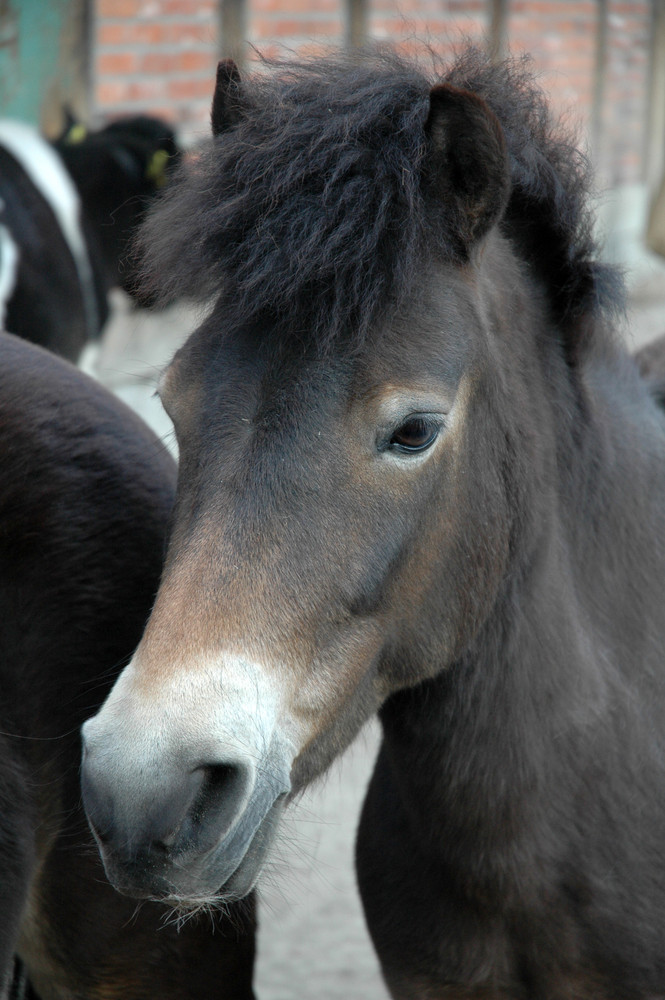 Exmoor-Pony  im Zoo Hannover