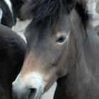 Exmoor-Pony  im Zoo Hannover