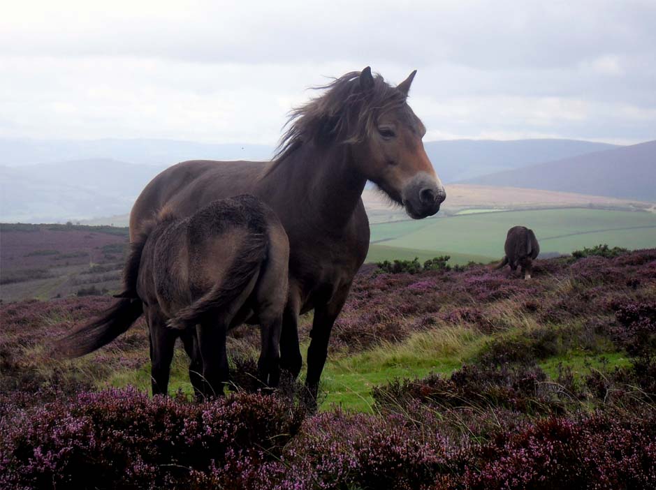 Exmoor-Pony: Mutter und Fohlen
