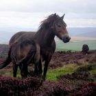 Exmoor-Pony: Mutter und Fohlen