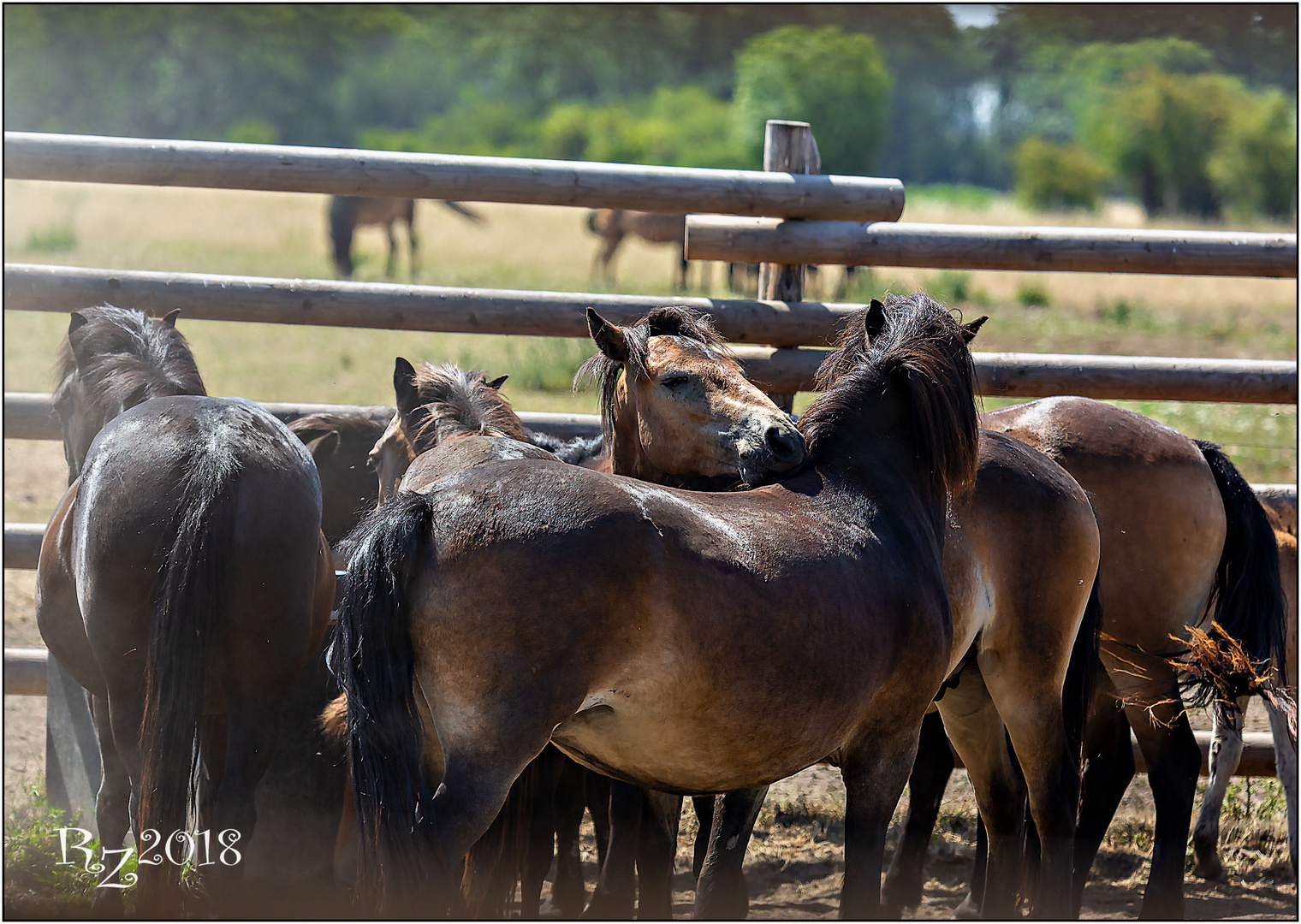 Exmoor Ponys